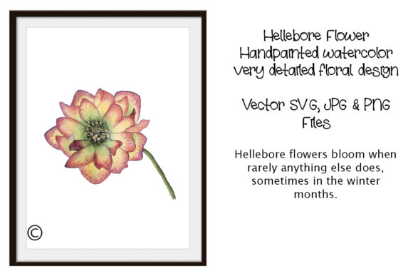 Discover the Elegance of Watercolor Flower Hellebore Vector Craft