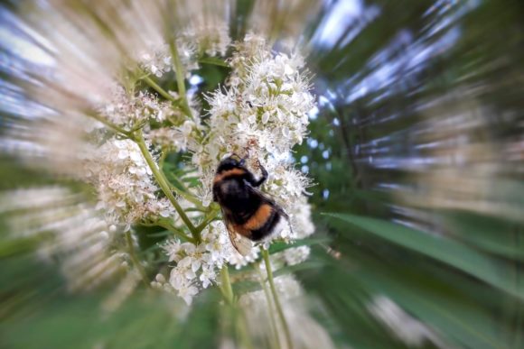 Exploring Bee Att the White Flowers Insect Botanic: A Guide to Natural Beauty and Biodiversity